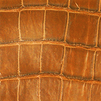 Alligator Full Cut Matt